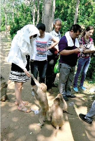 鄭州一景區(qū)猴子傷游客、毀麥田 讓人很頭疼