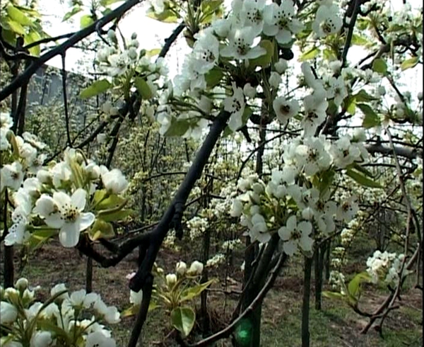 上蔡縣蔡明園公園春暖花開(kāi)游人醉