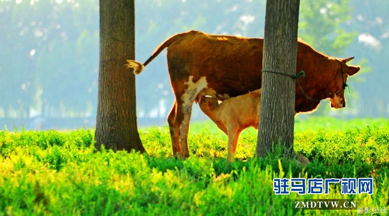 詩畫仙境宿鴨湖 竟然如此之美