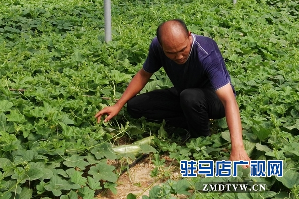 褚市魏莊：特色農(nóng)業(yè)種植再添新活力