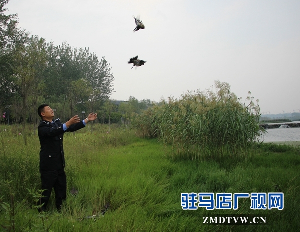 500余只野生鳥類在正陽縣清水灣得以重歸自然