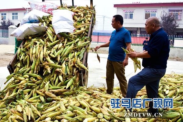 正陽：責(zé)任田“基地托管” 貧困戶“坐地收錢”