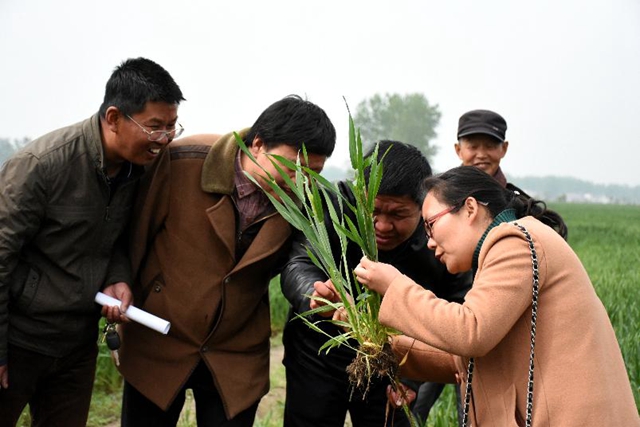 正陽：新型職業(yè)農(nóng)民培訓(xùn)跟蹤問效到田頭