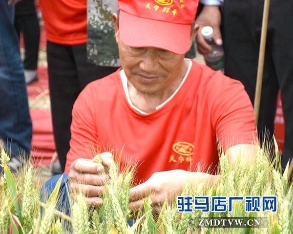 正陽千余農民麥田選秀