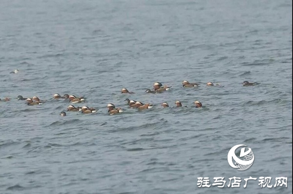 泌陽(yáng)縣首次迎來(lái)近百只野生越冬鴛鴦