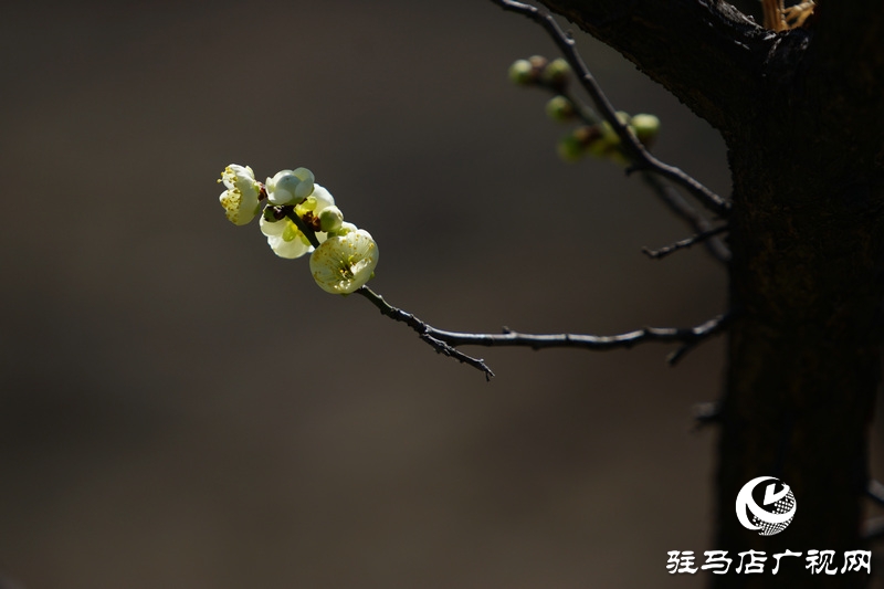 花的盛開，等待了一冬