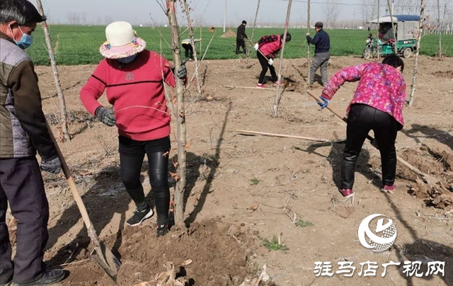 上蔡縣朱里鎮(zhèn)：國(guó)土綠化提升如火如荼