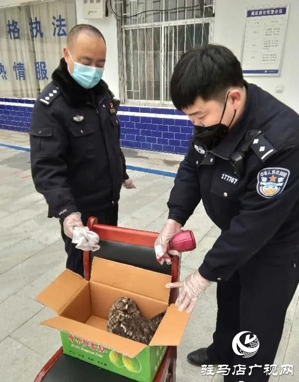 泌陽民警及時營救國家二級保護動物貓頭鷹