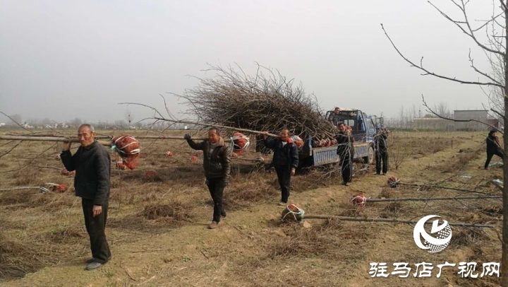 駐馬店銘德實(shí)業(yè)植樹造綠助力驛城區(qū)諸市鎮(zhèn)脫貧攻堅