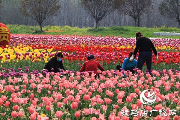 嵖岈山郁金香園3月24日開園迎客 醫(yī)護(hù)工作者可憑有效證件免費(fèi)入園