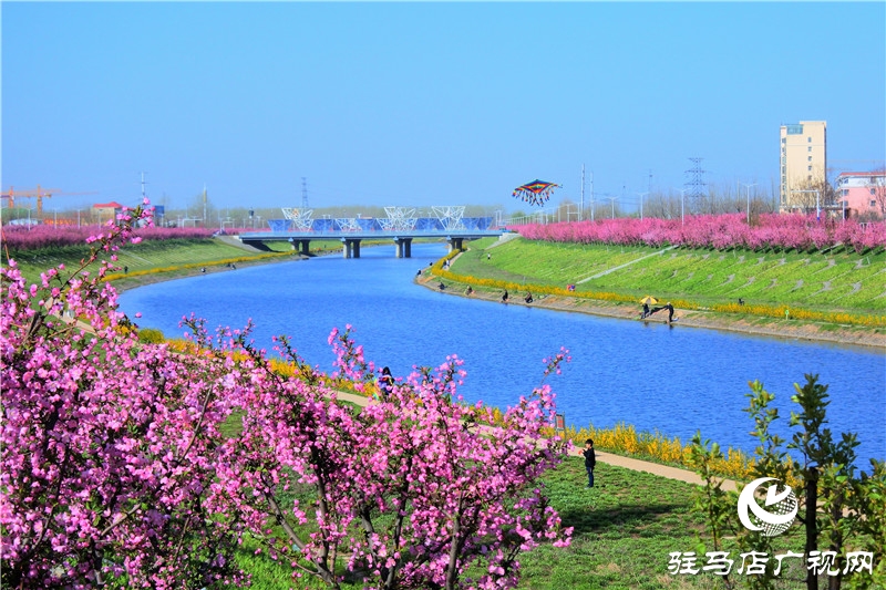 兩岸綠樹成萌，堤岸海棠飄香