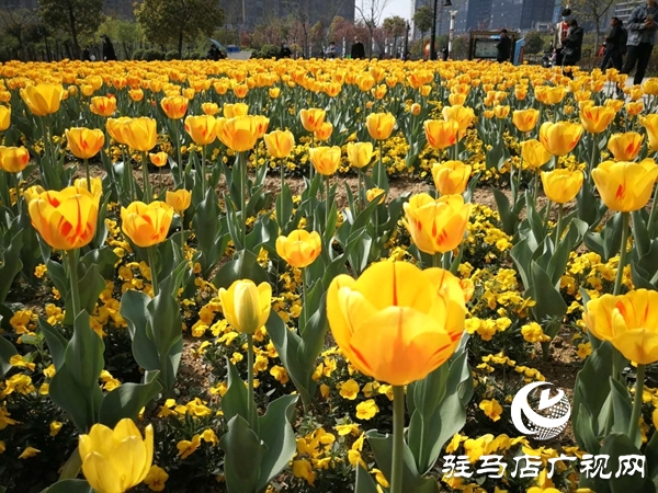 開源公園3萬余株郁金香競相綻放