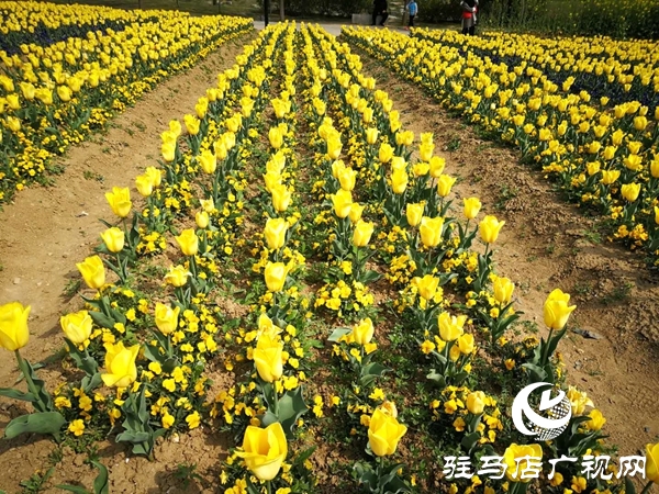 開源公園3萬余株郁金香競相綻放