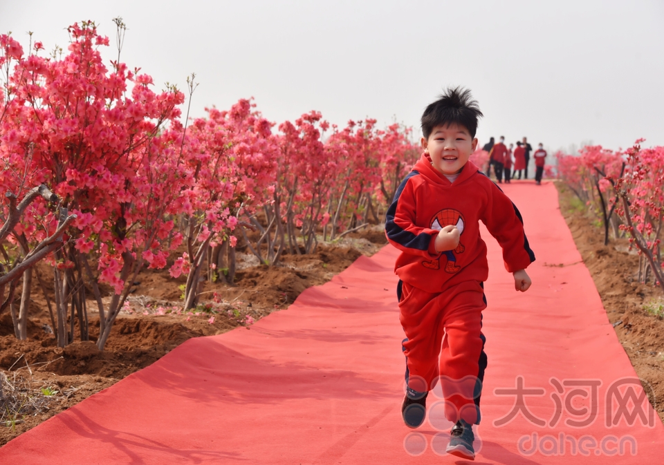 組圖：汝州杜鵑怒放滿山花海 這些美圖讓人忍不住心動