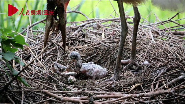 母親節(jié)，看動物老母親如何反芻哺育幼崽