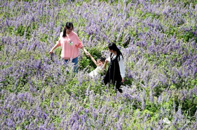 快去打卡!駐馬店這里有個7000多畝的紫色花海，美翻了