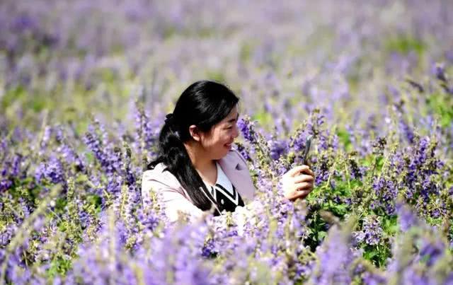 快去打卡!駐馬店這里有個7000多畝的紫色花海，美翻了