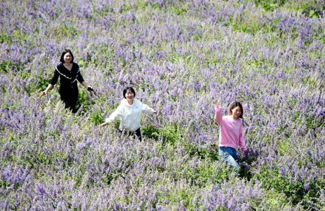 快去打卡!駐馬店這里有個7000多畝的紫色花海，美翻了