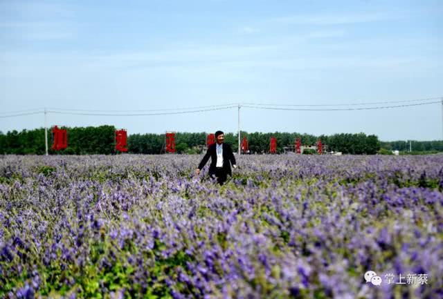 快去打卡!駐馬店這里有個7000多畝的紫色花海，美翻了