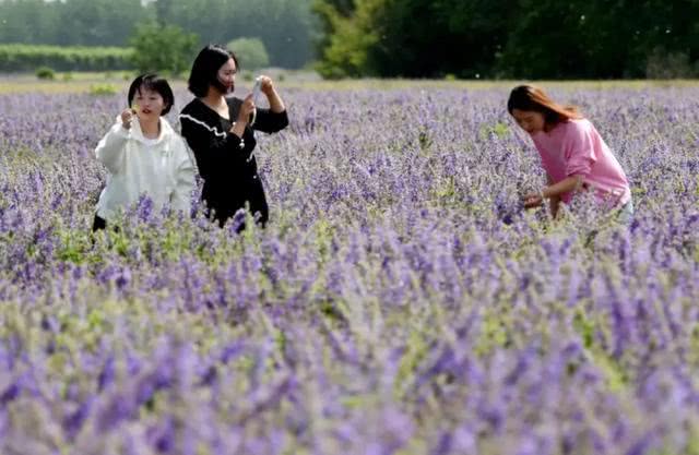 快去打卡!駐馬店這里有個7000多畝的紫色花海，美翻了