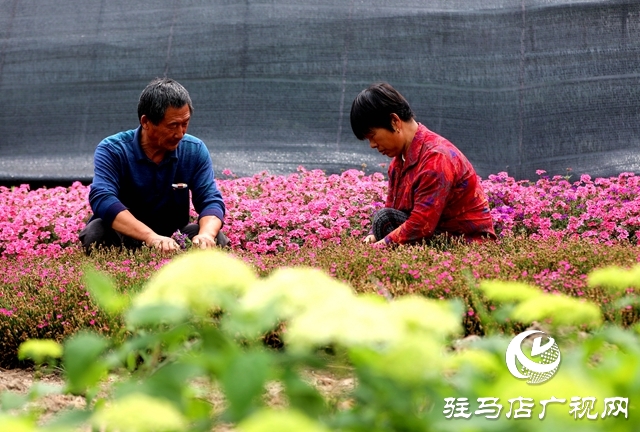 河南駐馬店：小鎮(zhèn)文明建設催開幸?；▋? width=