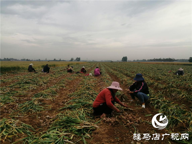 “北沃小肥料”成就“全國(guó)大農(nóng)業(yè)” ——骨粉高鈣肥系列專題報(bào)道