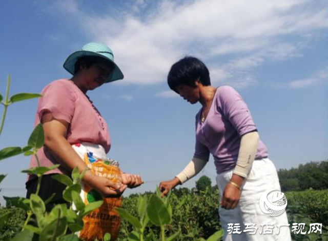 西平縣五溝營(yíng)鎮(zhèn)：金銀花種植助推脫貧攻堅(jiān)