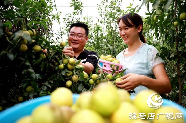 河南駐馬店驛城區(qū)：冬棗甜出幸福生活