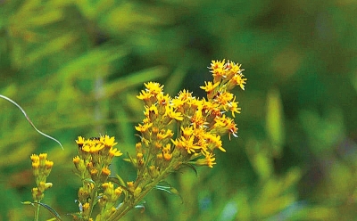 河南排查、處理數(shù)萬株“加拿大一枝黃花” 我省這種花還處萌芽期 不必恐慌