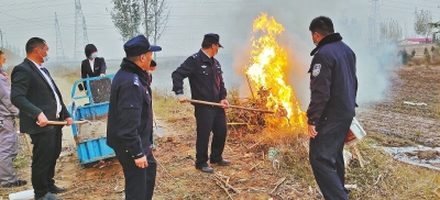 河南排查、處理數(shù)萬株“加拿大一枝黃花” 我省這種花還處萌芽期 不必恐慌