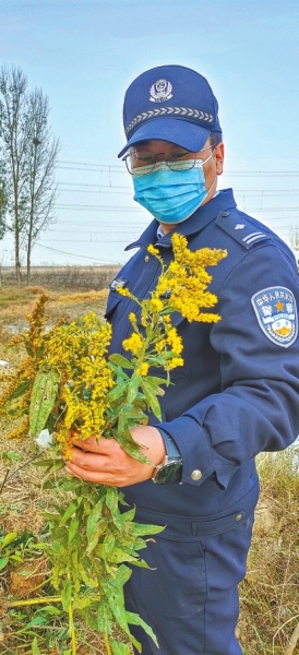 河南排查、處理數(shù)萬株“加拿大一枝黃花” 我省這種花還處萌芽期 不必恐慌