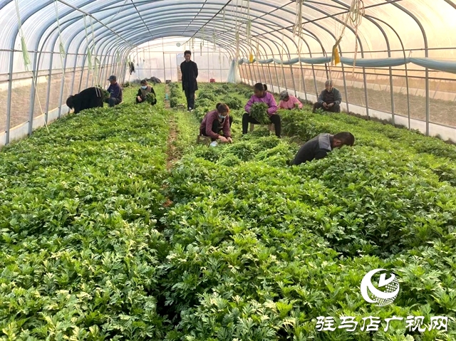 確山雙河鎮(zhèn)：瓜肥菜綠番茄紅 產(chǎn)業(yè)拓寬致富路