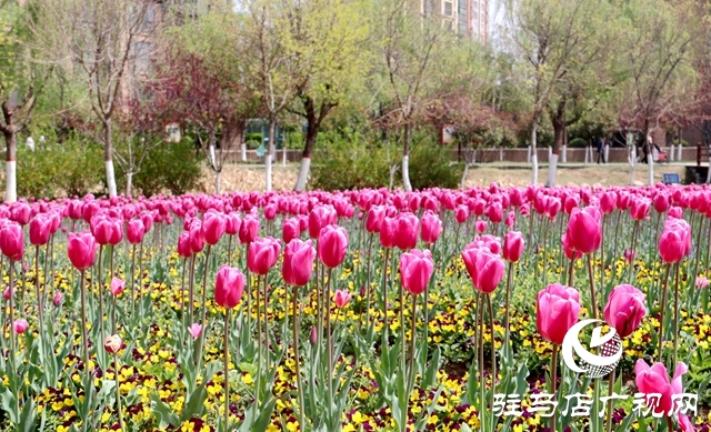 駐馬店開源公園郁金香綻放 吸引市民來趕春