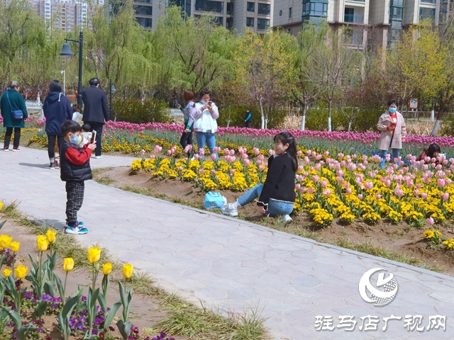 駐馬店開源公園郁金香綻放 吸引市民來趕春