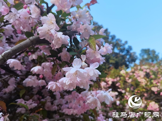 海棠花開(kāi)季 正是賞花時(shí)