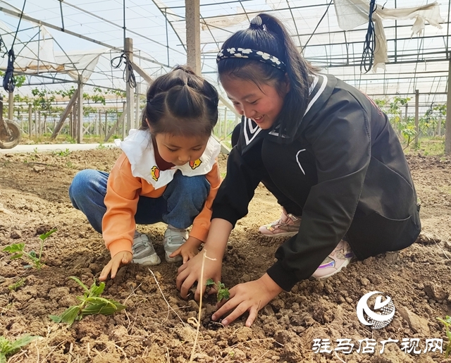 遂平杰美莊園：認(rèn)養(yǎng)早春西瓜 見證小生命成長