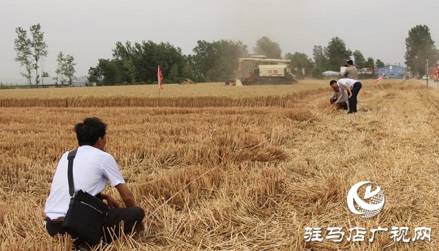 【見證高產(chǎn)奇跡·分享豐收喜悅】——駐馬店市小麥實打驗收單產(chǎn)創(chuàng)新高