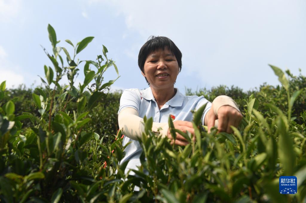 二十大代表風(fēng)采丨祝雪蘭：茶香氤氳蘊初心