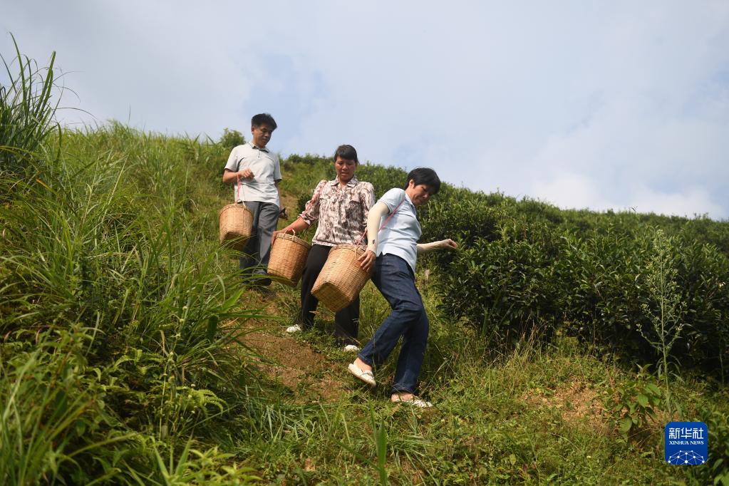 二十大代表風(fēng)采丨祝雪蘭：茶香氤氳蘊初心