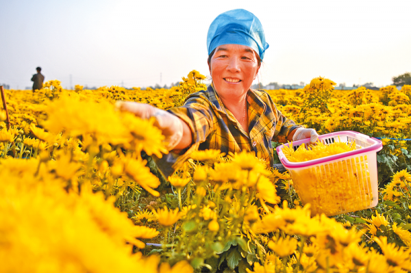 菊花飄香采摘忙