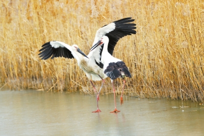 天高展翅任鳥飛 此地安家日月長