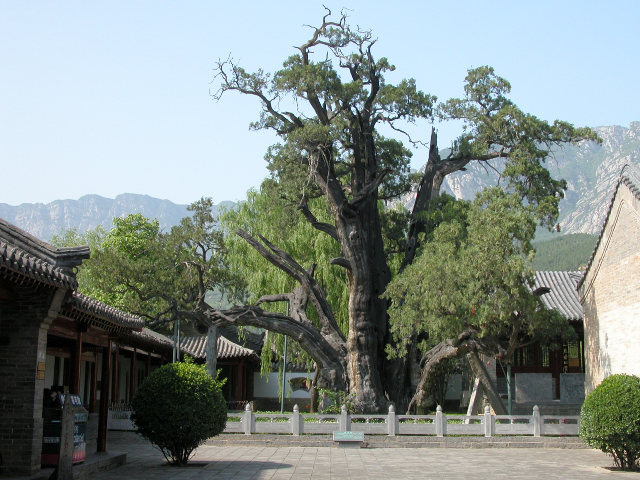 植樹節(jié)丨守護(hù)從歷史中走來(lái)的綠蔭 河南“樹醫(yī)”助力古樹名木“延壽回春”