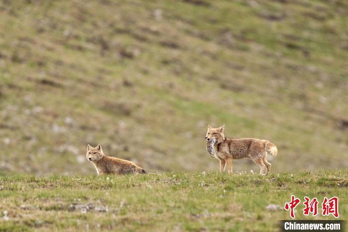 “雪豹窩”里的草根野生動物攝影師：不打擾是最基本原則