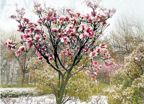 河南有多愛“兩摻兒”？滿街都是“春花摻雪花”