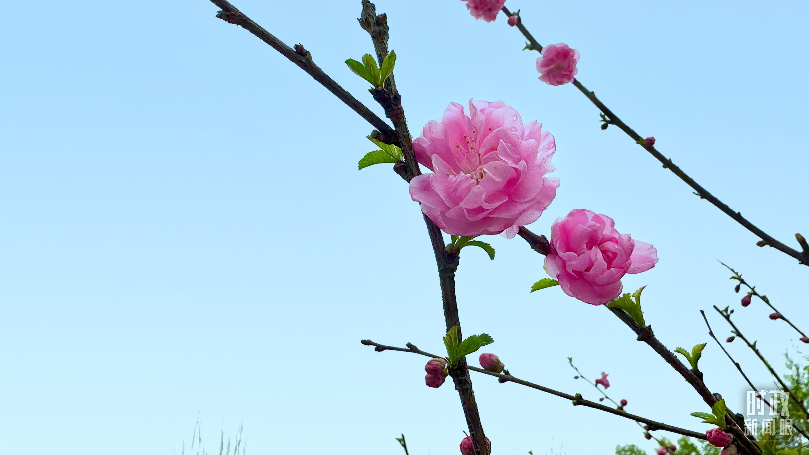 時(shí)政新聞眼丨在今年首都義務(wù)植樹(shù)現(xiàn)場(chǎng)，習(xí)近平這三句話飽含深意