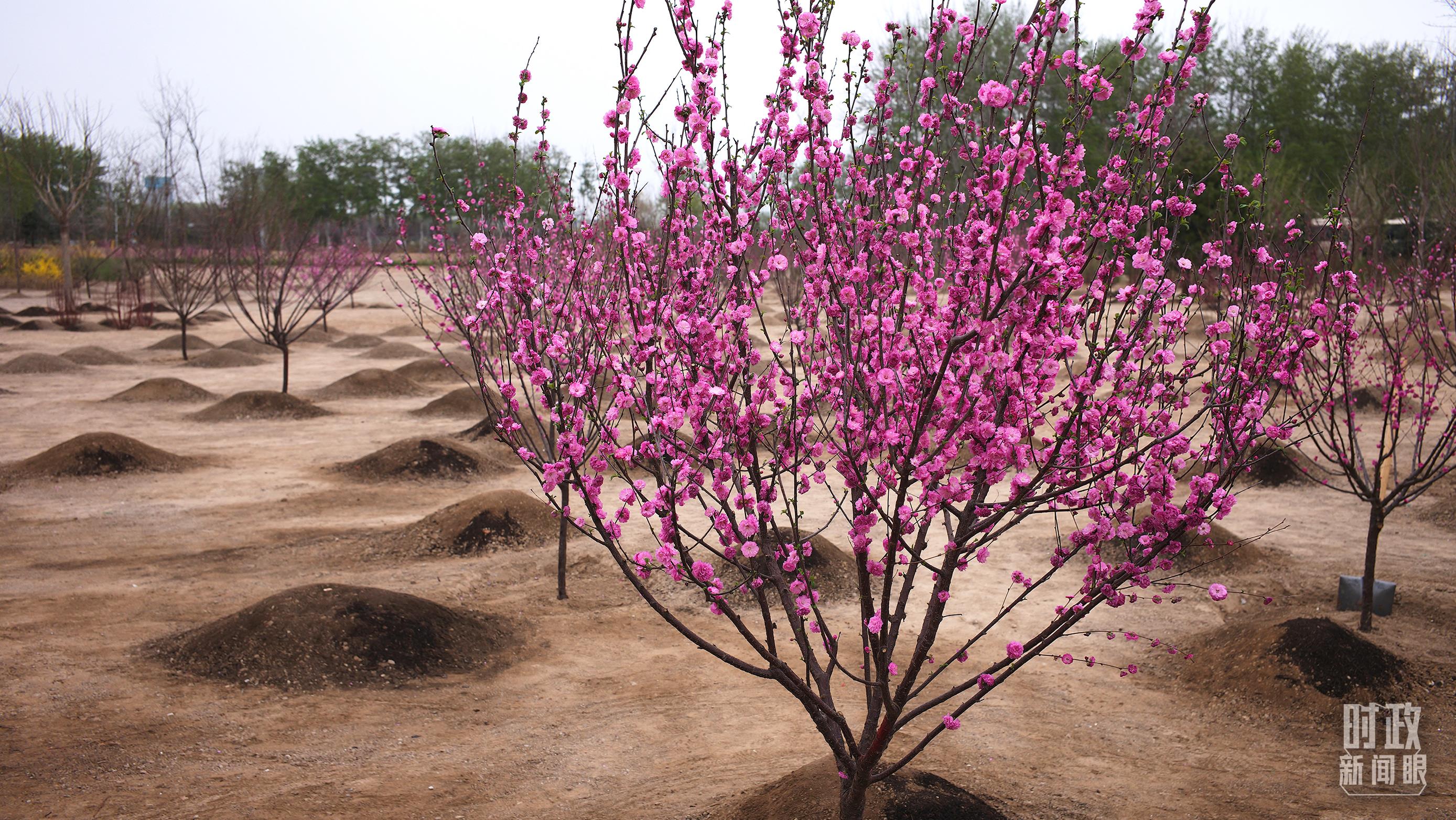 時(shí)政新聞眼丨在今年首都義務(wù)植樹(shù)現(xiàn)場(chǎng)，習(xí)近平這三句話飽含深意