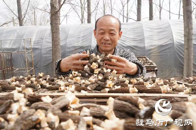 泌陽(yáng)：講好新“菇”事 加快建設(shè)“中國(guó)菌都”