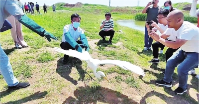 “回家啦！終于能飛高高！” 又有19只野生動物重回大自然