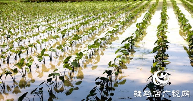 泌陽縣春水鎮(zhèn)火石山村：致富路上芋飄香