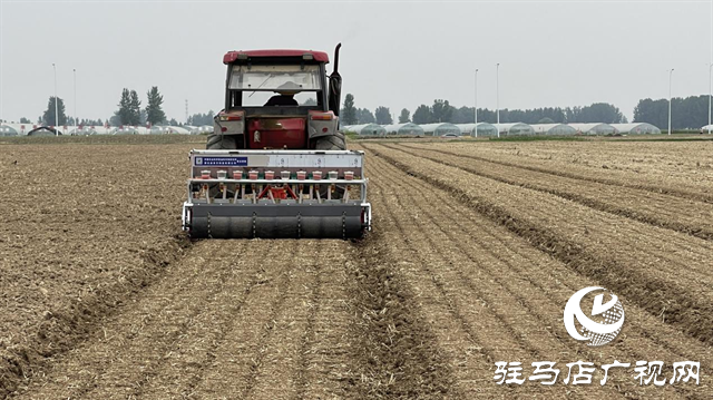 河南駐研種業(yè)：宜機(jī)收芝麻新品種的選育成功實(shí)現(xiàn)全程機(jī)械化